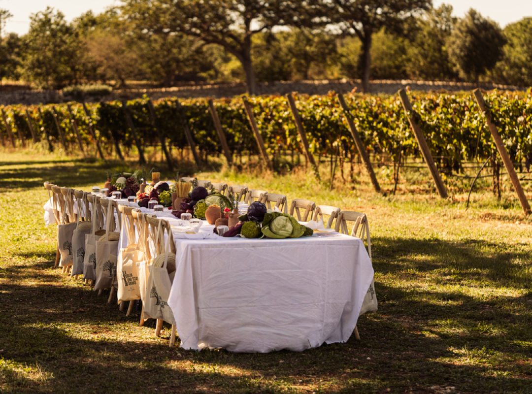 Degustazioni-in-vigna-Masseria-Palesi-Cantine-Palesi-59